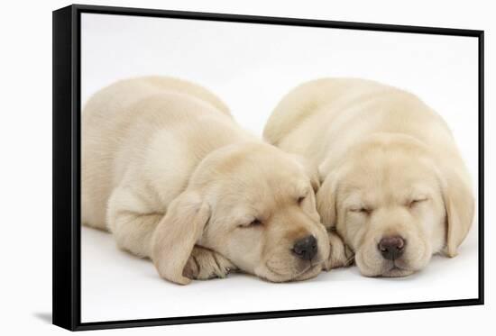 Sleeping Yellow Labrador Retriever Puppies, 8 Weeks-Mark Taylor-Framed Stretched Canvas