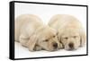 Sleeping Yellow Labrador Retriever Puppies, 8 Weeks-Mark Taylor-Framed Stretched Canvas