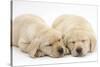 Sleeping Yellow Labrador Retriever Puppies, 8 Weeks-Mark Taylor-Stretched Canvas