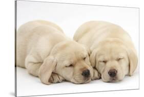 Sleeping Yellow Labrador Retriever Puppies, 8 Weeks-Mark Taylor-Stretched Canvas