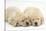 Sleeping Yellow Labrador Retriever Puppies, 8 Weeks-Mark Taylor-Stretched Canvas