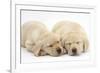 Sleeping Yellow Labrador Retriever Puppies, 8 Weeks-Mark Taylor-Framed Photographic Print