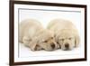 Sleeping Yellow Labrador Retriever Puppies, 8 Weeks-Mark Taylor-Framed Photographic Print