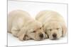 Sleeping Yellow Labrador Retriever Puppies, 8 Weeks-Mark Taylor-Mounted Photographic Print