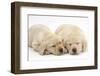 Sleeping Yellow Labrador Retriever Puppies, 8 Weeks-Mark Taylor-Framed Photographic Print