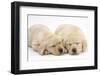 Sleeping Yellow Labrador Retriever Puppies, 8 Weeks-Mark Taylor-Framed Photographic Print