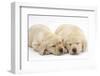 Sleeping Yellow Labrador Retriever Puppies, 8 Weeks-Mark Taylor-Framed Photographic Print