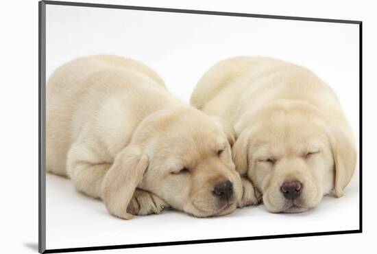 Sleeping Yellow Labrador Retriever Puppies, 8 Weeks-Mark Taylor-Mounted Photographic Print