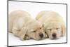 Sleeping Yellow Labrador Retriever Puppies, 8 Weeks-Mark Taylor-Mounted Photographic Print