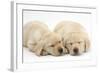 Sleeping Yellow Labrador Retriever Puppies, 8 Weeks-Mark Taylor-Framed Photographic Print
