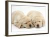 Sleeping Yellow Labrador Retriever Puppies, 8 Weeks-Mark Taylor-Framed Photographic Print