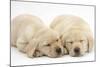 Sleeping Yellow Labrador Retriever Puppies, 8 Weeks-Mark Taylor-Mounted Photographic Print