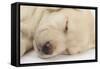 Sleeping Yellow Labrador Retriever Puppy, Sleeping Head Closeup, 8 Weeks-Mark Taylor-Framed Stretched Canvas