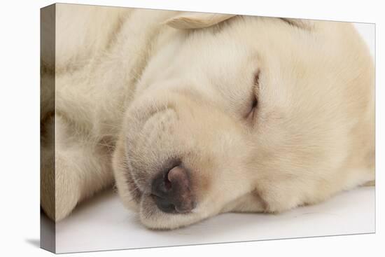 Sleeping Yellow Labrador Retriever Puppy, Sleeping Head Closeup, 8 Weeks-Mark Taylor-Stretched Canvas