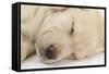 Sleeping Yellow Labrador Retriever Puppy, Sleeping Head Closeup, 8 Weeks-Mark Taylor-Framed Stretched Canvas