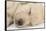 Sleeping Yellow Labrador Retriever Puppy, Sleeping Head Closeup, 8 Weeks-Mark Taylor-Framed Stretched Canvas