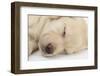 Sleeping Yellow Labrador Retriever Puppy, Sleeping Head Closeup, 8 Weeks-Mark Taylor-Framed Premium Photographic Print