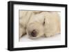 Sleeping Yellow Labrador Retriever Puppy, Sleeping Head Closeup, 8 Weeks-Mark Taylor-Framed Premium Photographic Print
