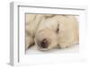 Sleeping Yellow Labrador Retriever Puppy, Sleeping Head Closeup, 8 Weeks-Mark Taylor-Framed Premium Photographic Print