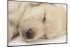 Sleeping Yellow Labrador Retriever Puppy, Sleeping Head Closeup, 8 Weeks-Mark Taylor-Mounted Premium Photographic Print