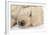 Sleeping Yellow Labrador Retriever Puppy, Sleeping Head Closeup, 8 Weeks-Mark Taylor-Framed Photographic Print