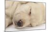 Sleeping Yellow Labrador Retriever Puppy, Sleeping Head Closeup, 8 Weeks-Mark Taylor-Mounted Photographic Print