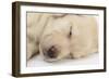 Sleeping Yellow Labrador Retriever Puppy, Sleeping Head Closeup, 8 Weeks-Mark Taylor-Framed Photographic Print