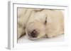 Sleeping Yellow Labrador Retriever Puppy, Sleeping Head Closeup, 8 Weeks-Mark Taylor-Framed Photographic Print