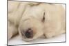 Sleeping Yellow Labrador Retriever Puppy, Sleeping Head Closeup, 8 Weeks-Mark Taylor-Mounted Photographic Print