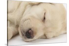 Sleeping Yellow Labrador Retriever Puppy, Sleeping Head Closeup, 8 Weeks-Mark Taylor-Stretched Canvas