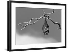 Sleepless-Tj Millar-Framed Giclee Print