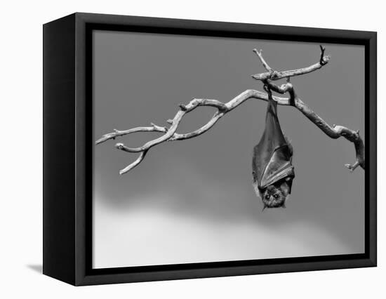 Sleepless-Tim Millar-Framed Stretched Canvas