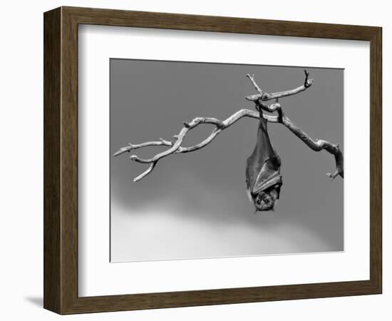 Sleepless-Tim Millar-Framed Photographic Print