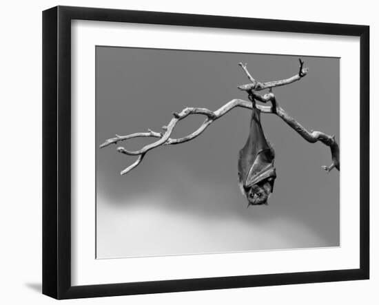 Sleepless-Tim Millar-Framed Photographic Print