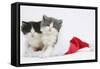 Sleepy Black-And-White and Grey-And-White Kittens in a Father Christmas Hat-Mark Taylor-Framed Stretched Canvas
