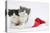 Sleepy Black-And-White and Grey-And-White Kittens in a Father Christmas Hat-Mark Taylor-Stretched Canvas