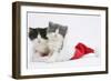 Sleepy Black-And-White and Grey-And-White Kittens in a Father Christmas Hat-Mark Taylor-Framed Photographic Print