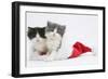 Sleepy Black-And-White and Grey-And-White Kittens in a Father Christmas Hat-Mark Taylor-Framed Photographic Print