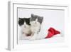 Sleepy Black-And-White and Grey-And-White Kittens in a Father Christmas Hat-Mark Taylor-Framed Photographic Print