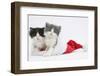 Sleepy Black-And-White and Grey-And-White Kittens in a Father Christmas Hat-Mark Taylor-Framed Photographic Print