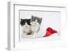 Sleepy Black-And-White and Grey-And-White Kittens in a Father Christmas Hat-Mark Taylor-Framed Photographic Print