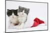 Sleepy Black-And-White and Grey-And-White Kittens in a Father Christmas Hat-Mark Taylor-Mounted Photographic Print