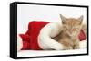 Sleepy Ginger Kitten, 5 Weeks, in a Father Christmas Hat-Mark Taylor-Framed Stretched Canvas