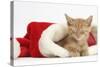 Sleepy Ginger Kitten, 5 Weeks, in a Father Christmas Hat-Mark Taylor-Stretched Canvas
