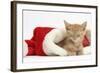 Sleepy Ginger Kitten, 5 Weeks, in a Father Christmas Hat-Mark Taylor-Framed Photographic Print