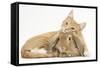 Sleepy Ginger Kitten with Sandy Lionhead-Lop Rabbit-Mark Taylor-Framed Stretched Canvas