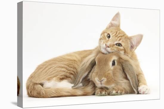 Sleepy Ginger Kitten with Sandy Lionhead-Lop Rabbit-Mark Taylor-Stretched Canvas