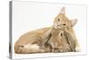 Sleepy Ginger Kitten with Sandy Lionhead-Lop Rabbit-Mark Taylor-Stretched Canvas