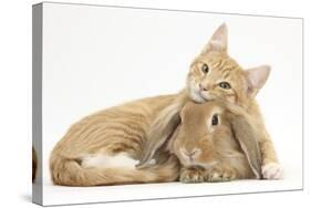 Sleepy Ginger Kitten with Sandy Lionhead-Lop Rabbit-Mark Taylor-Stretched Canvas