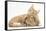 Sleepy Ginger Kitten with Sandy Lionhead-Lop Rabbit-Mark Taylor-Framed Stretched Canvas